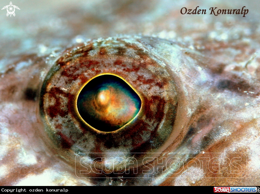 A Sand Diver 