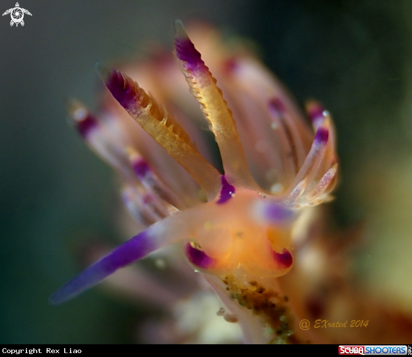A Nudibranch