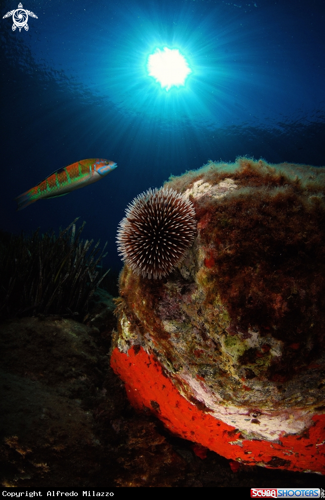 A Riccio imperiale con Pesce cavaliere o Donzella pavonina
