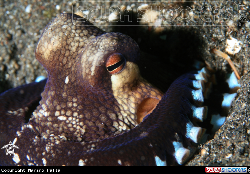 A octopus