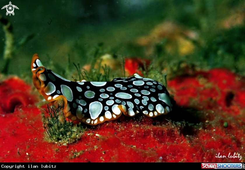 A flat worm