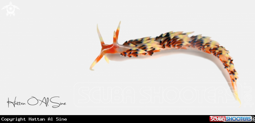 A Purple Flabellina
