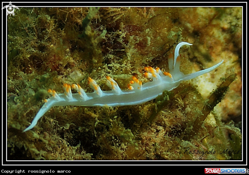A Flabellina