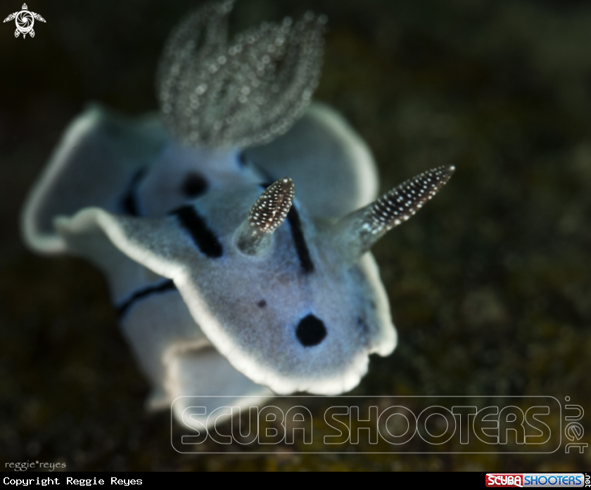 A Chromodoris Willani