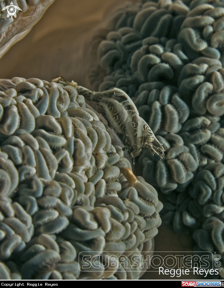 A Xenia Shrimp