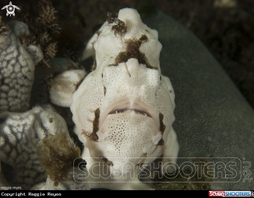 A Frogfish