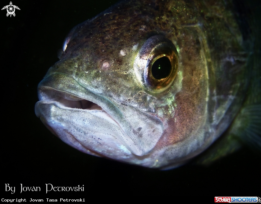 A Bandar / Perch.