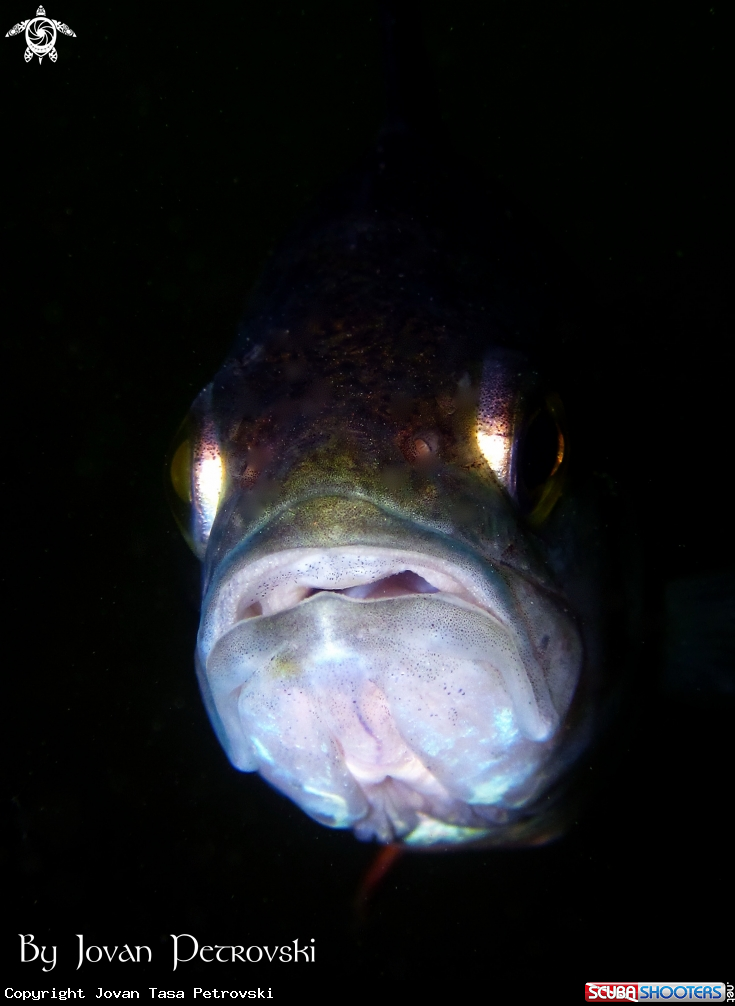 A Bandar / Perch.