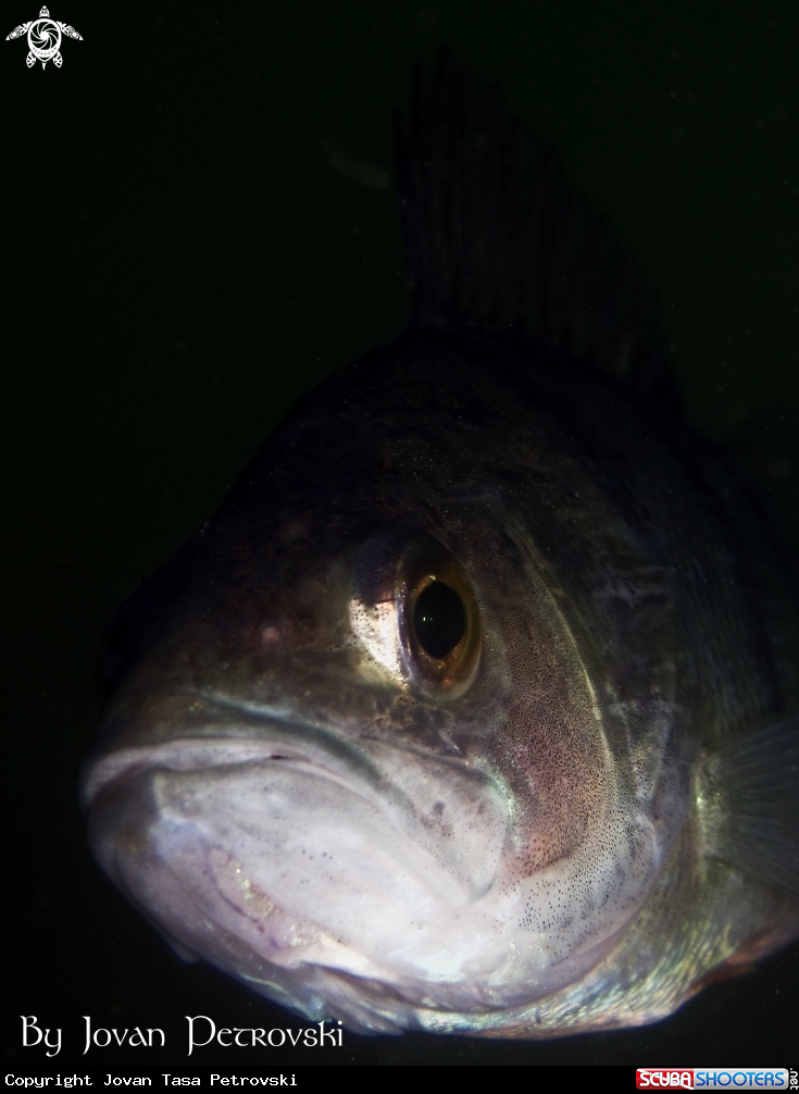 A Bandar / Perch.
