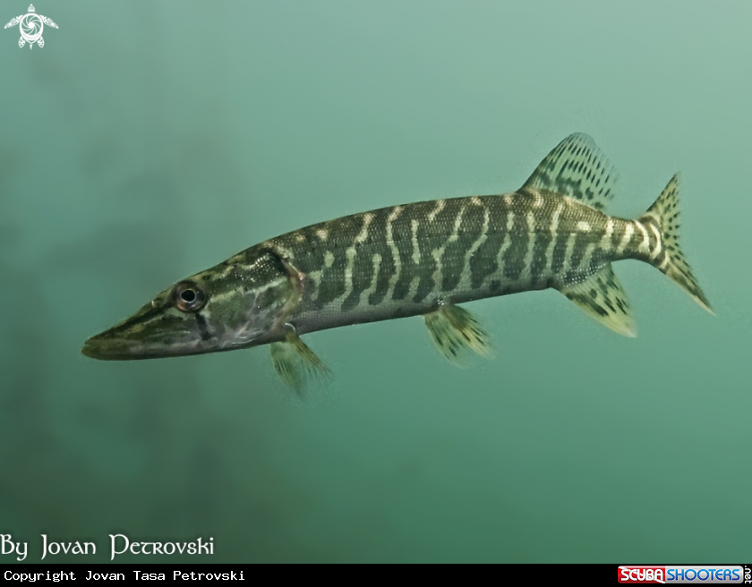 A Štuka / Pike