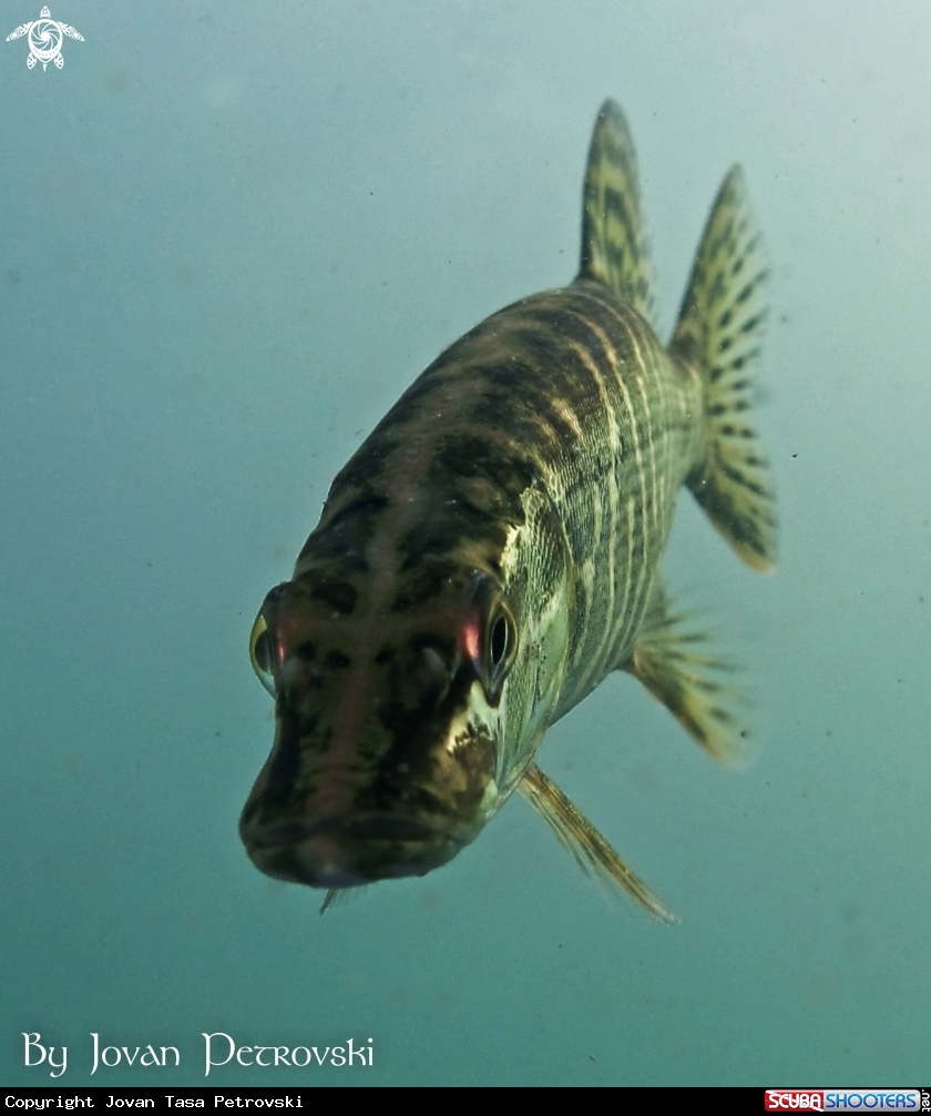 A Štuka / Pike