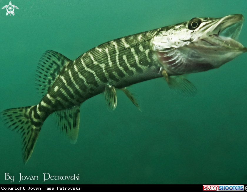 A Štuka / Pike