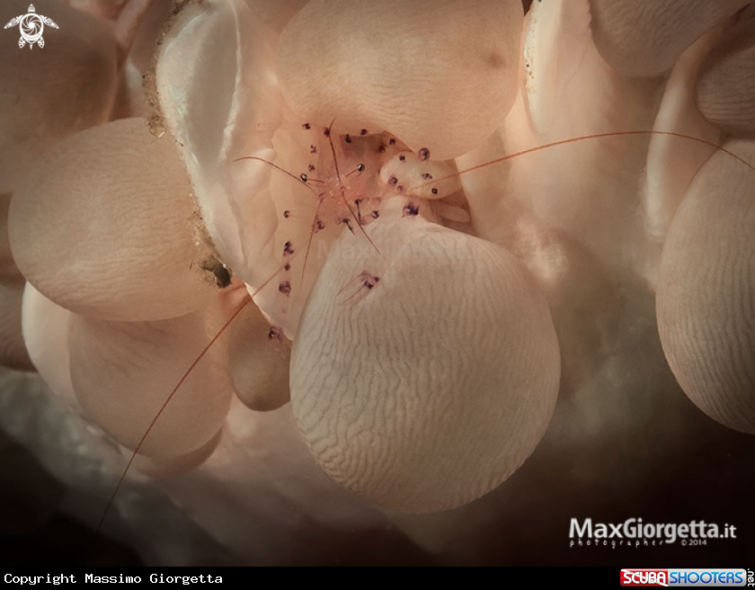 A bubble coral shrimp
