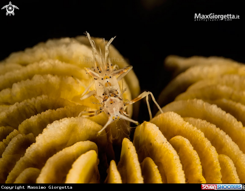 A tiger shrimp - Phyllognathia ceratophthalmus