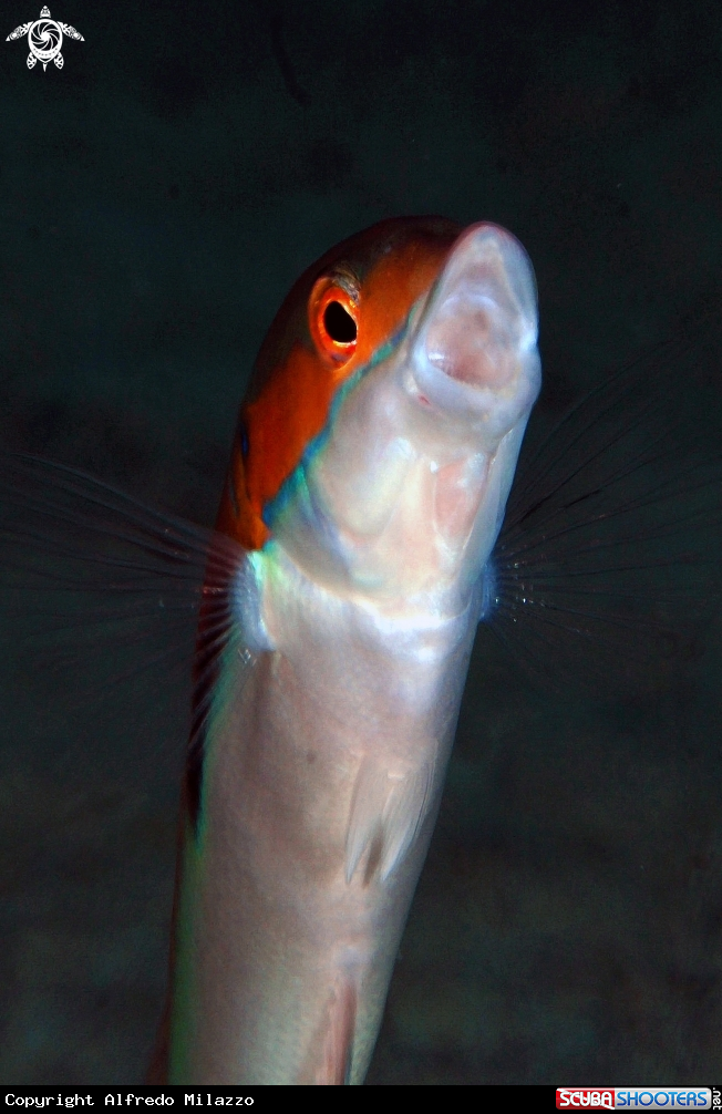 A Donzella
