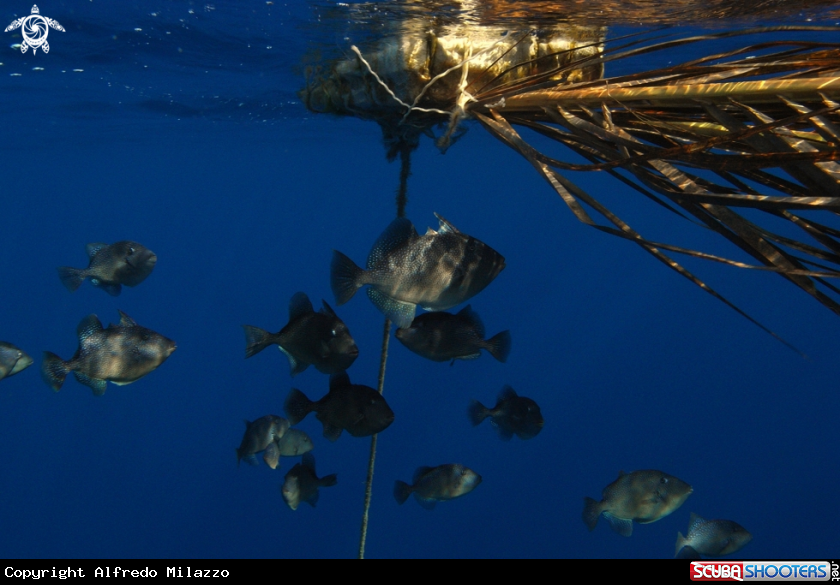 A Pesce Porco (Balestra)