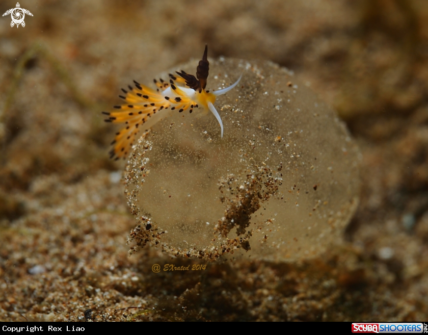 A Nudibranch
