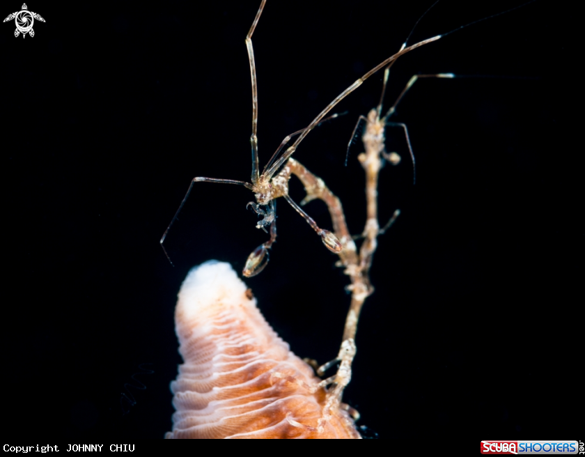 A Skeleton shrimp