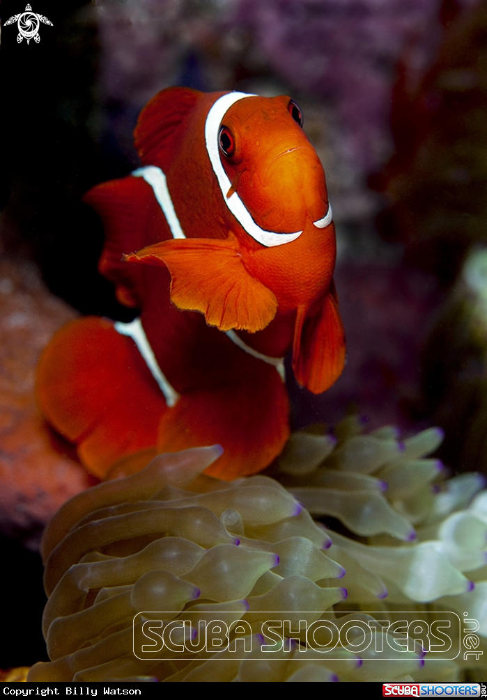 A Spinecheek Anemonefish