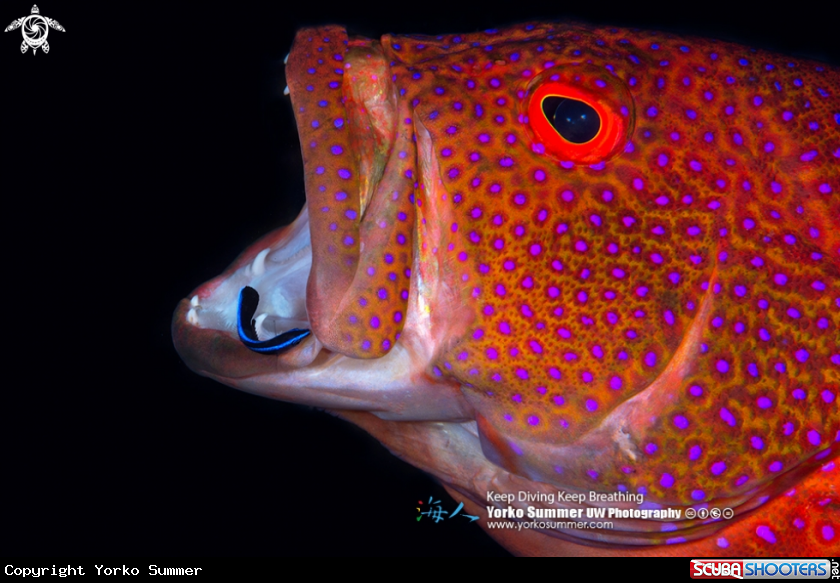 A Grouper & Cleaner Fish