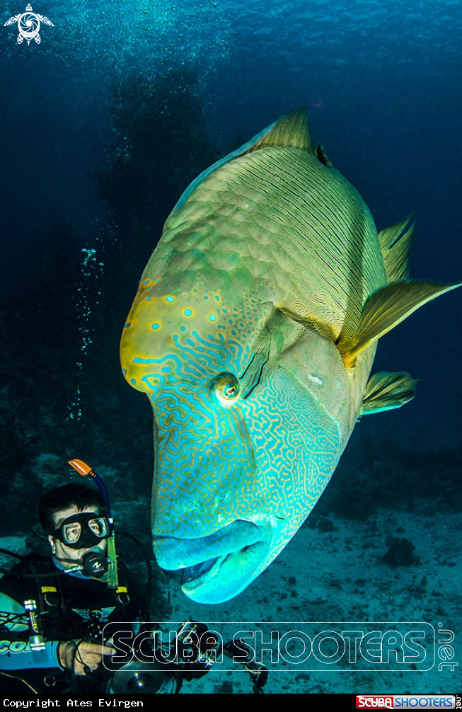 A Humphead wrasse, 