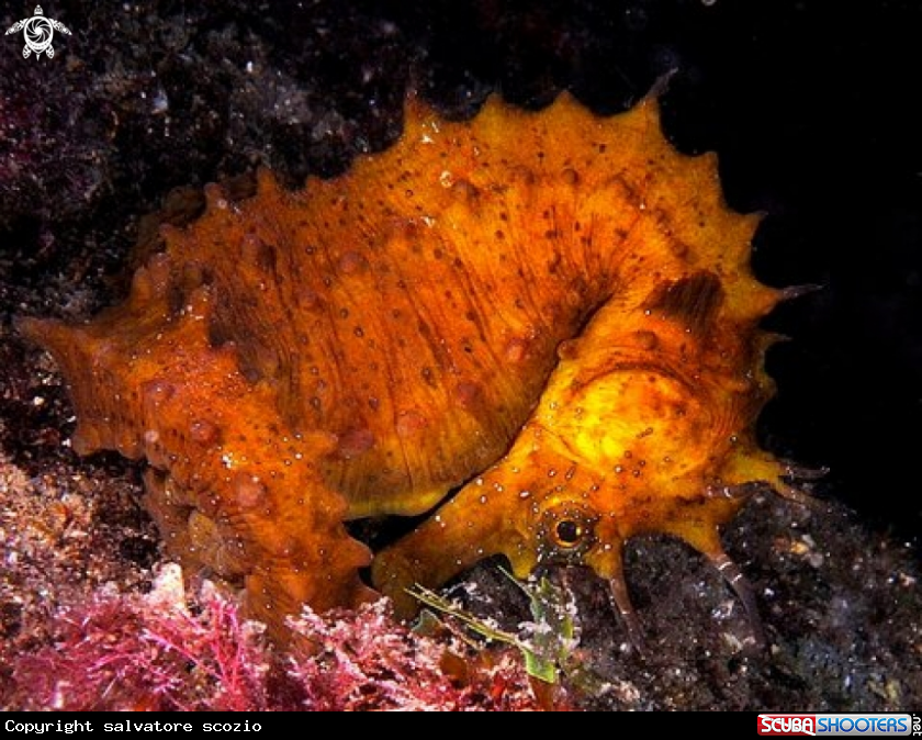 A sea horse
