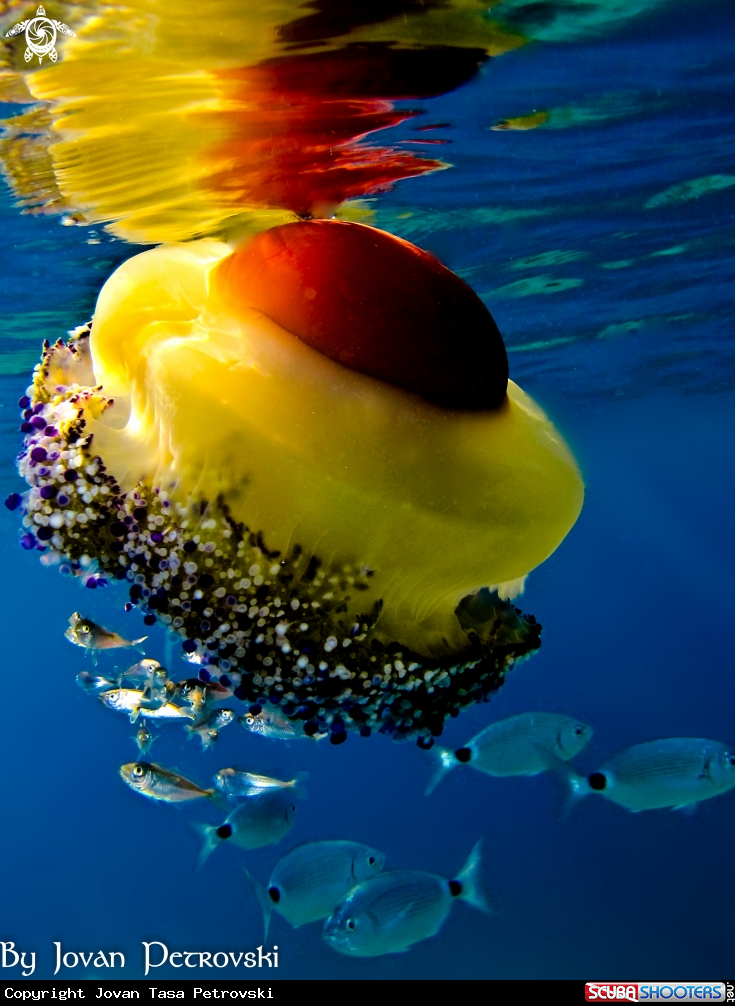 A  Jellyfish