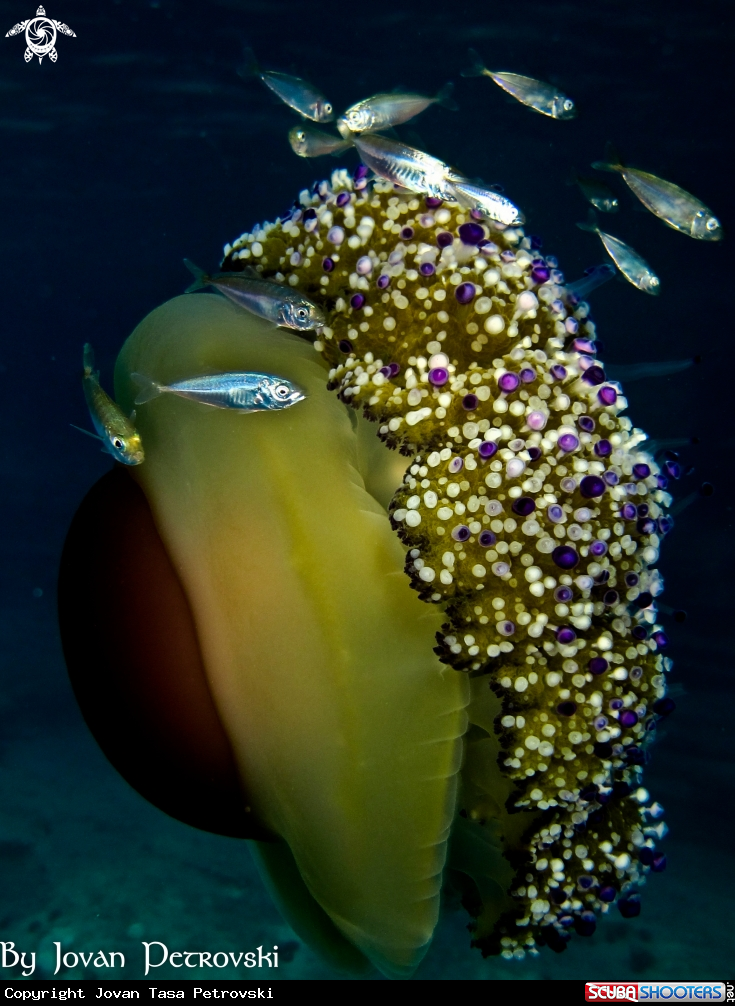 A Jellyfish