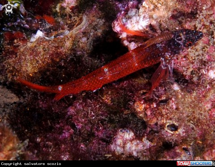 A trypterigon tripteronotus