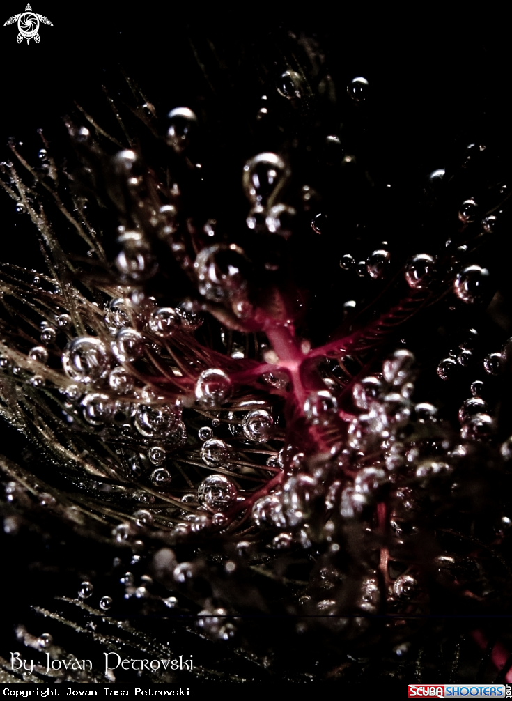 A Lake magic bubbles! ;)