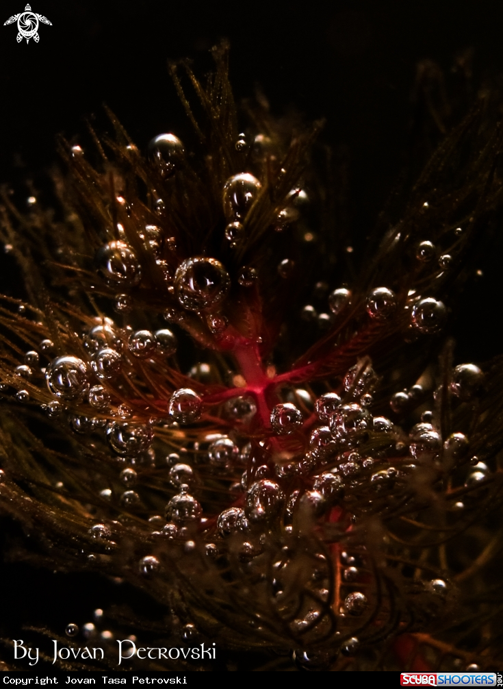 A Lake magic bubbles! ;)