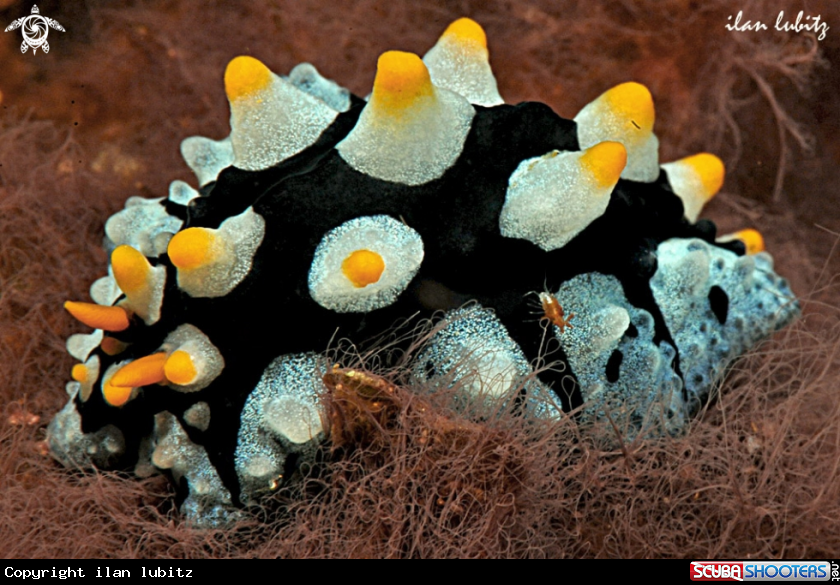 A Nudibranch