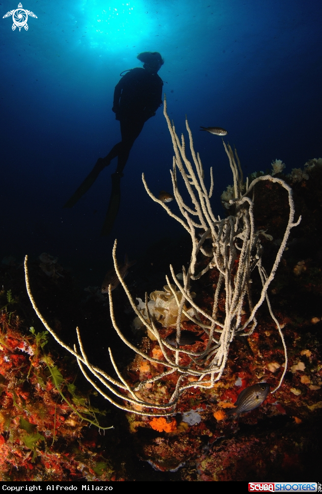 A Gorgonia bianca con Castagnole o Monachelle