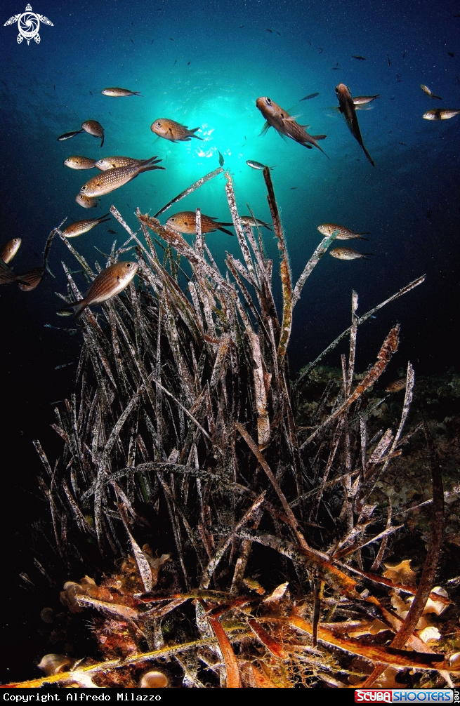 A Posidonia con Castagnole