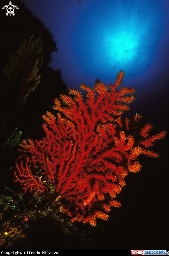 A Gorgonia rossa
