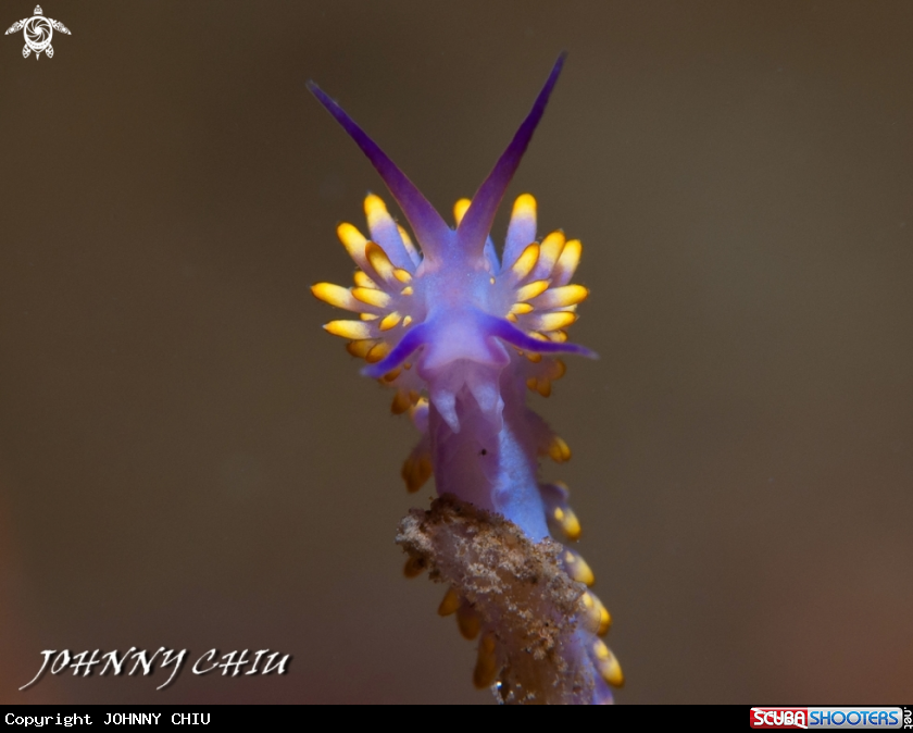 A NUDIBRANCHIA