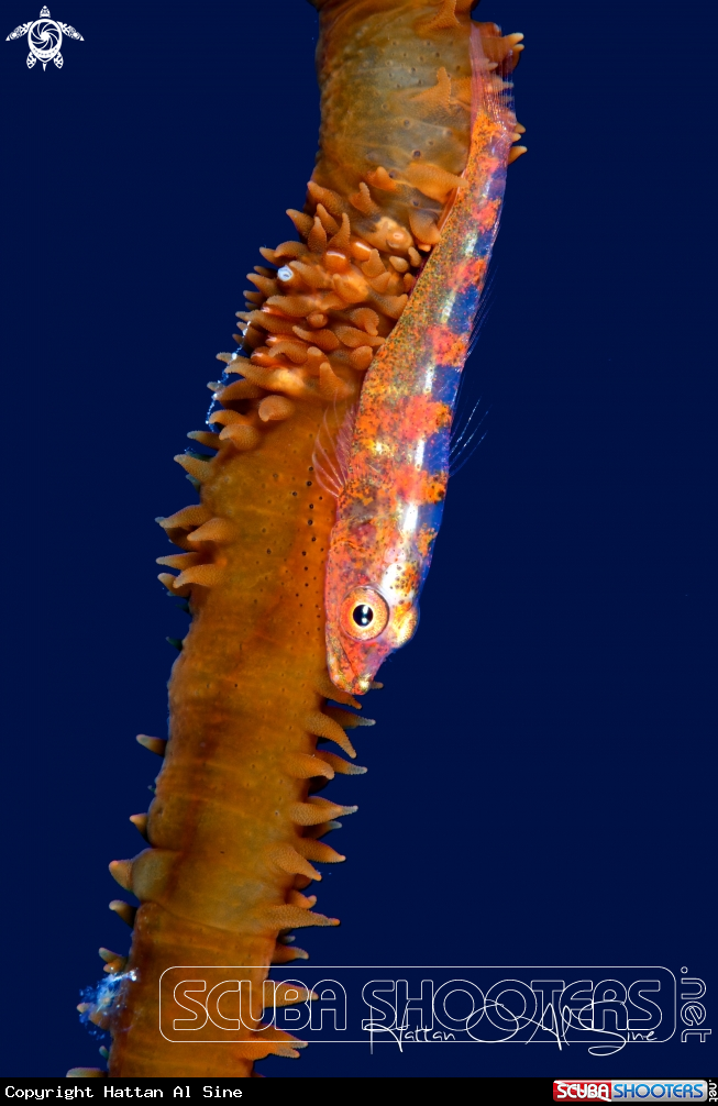 A Bryaninops Natans