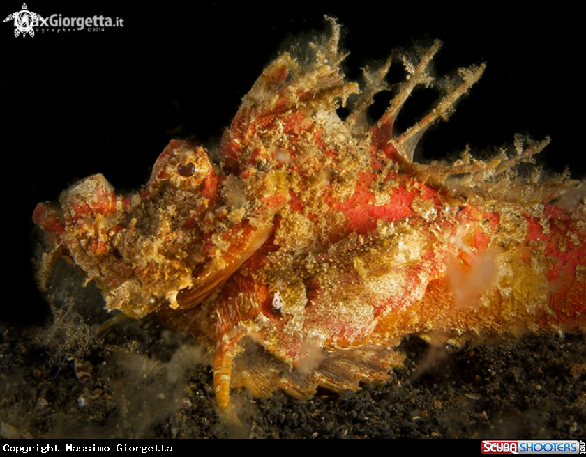 A  Inimicus didactylus