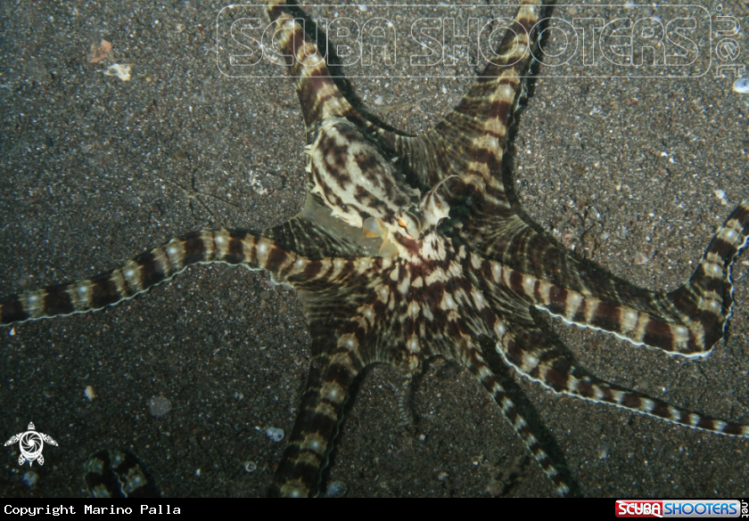 A Wonderpus Octopus