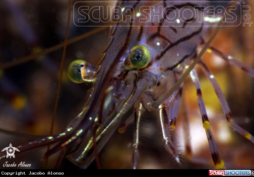 A Shrim eyes