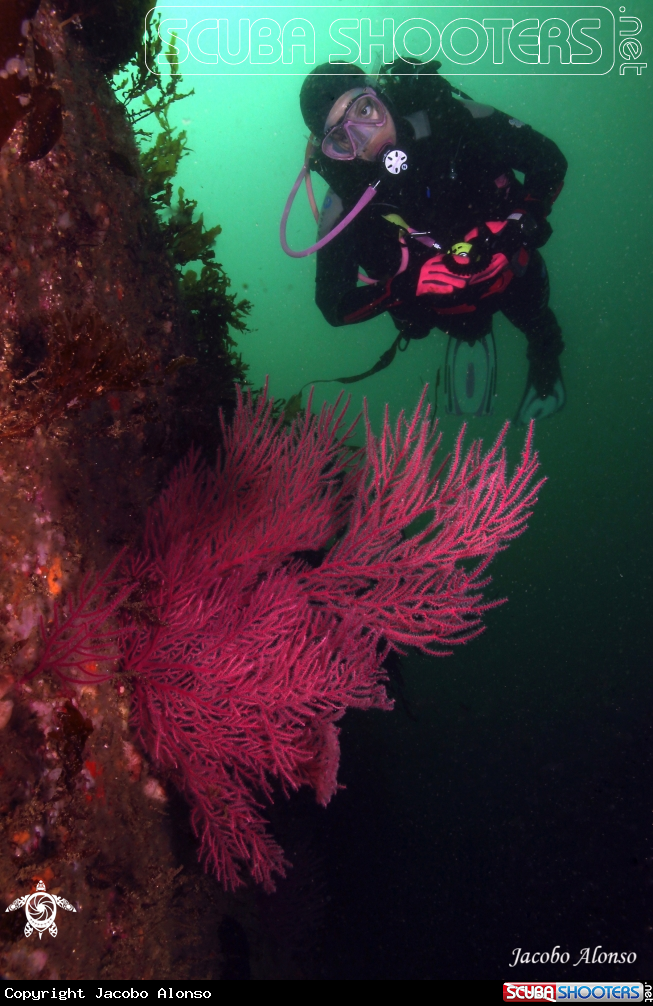 A Gorgonia Balbi 2