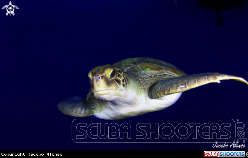 A Turtle