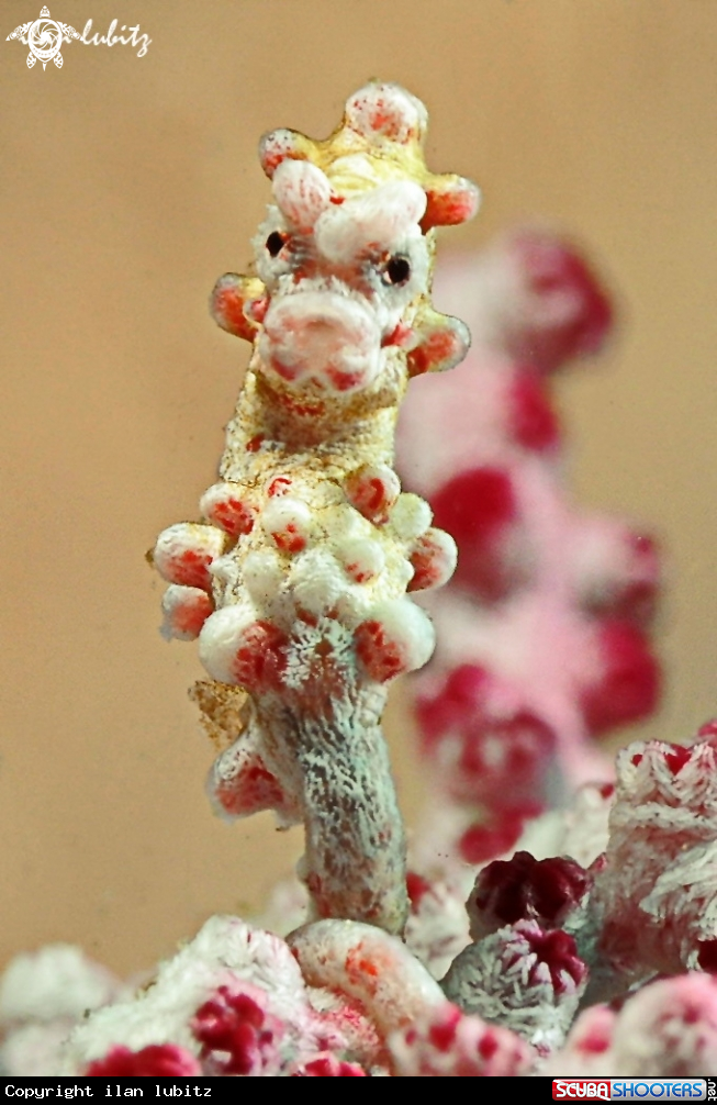 A pygmy sea horse 