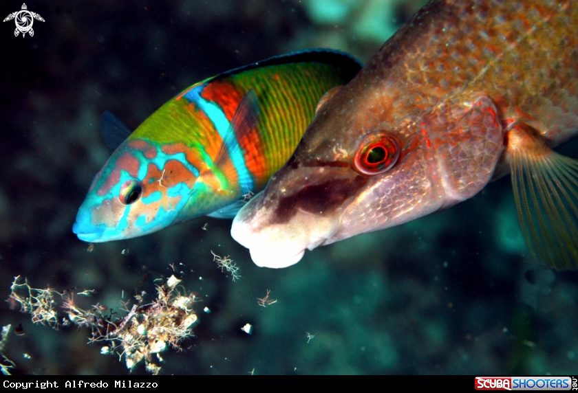 A Donzella pavonina o Pesce cavaliere (a sin.) + Tordo pavone 