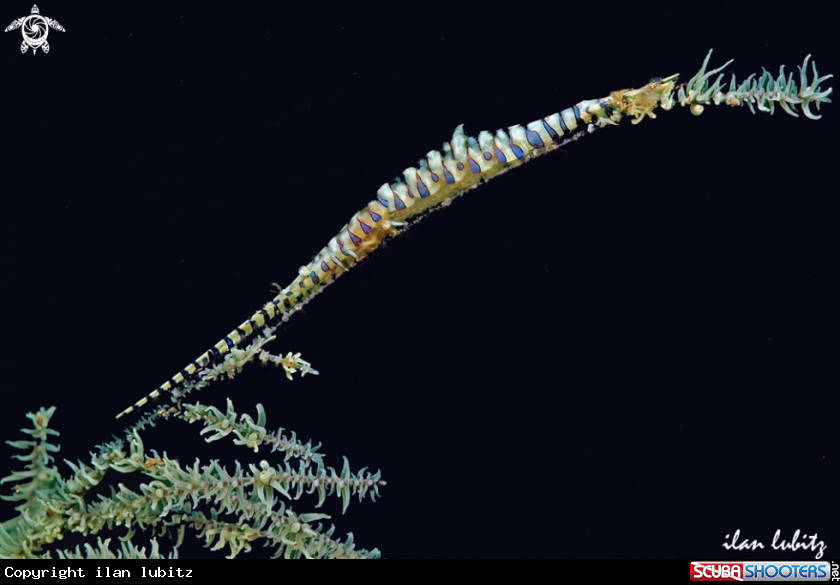 A saw blade shrimps 