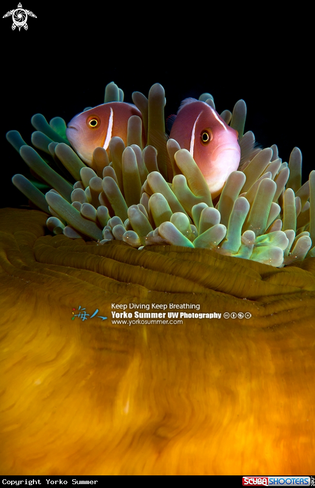A Pink Anemonefish
