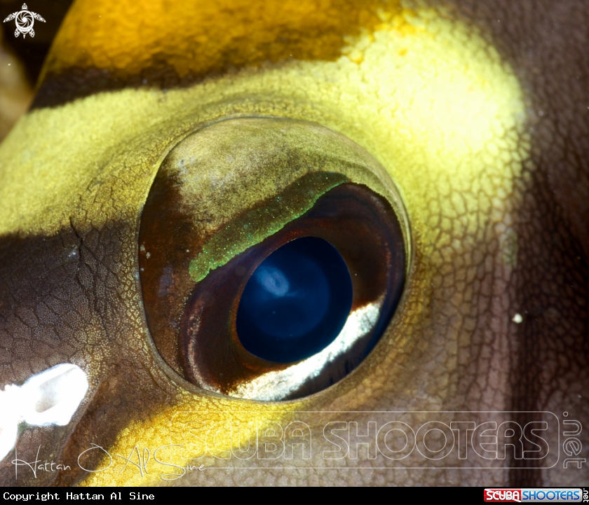 A Orangespine Unicornfish