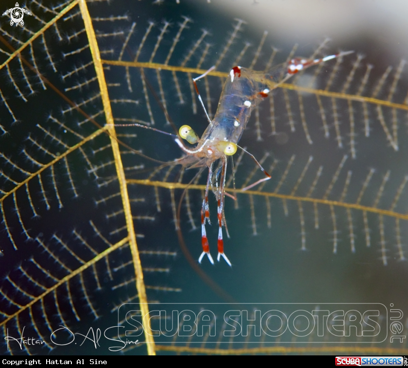 A Cave Cleaner Shrimp