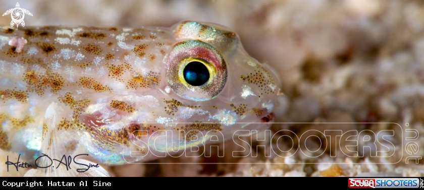 A Longspine Sandgoby