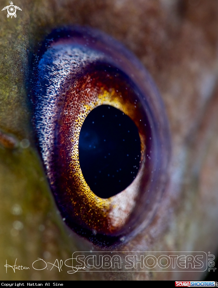A Baby Moray Eye